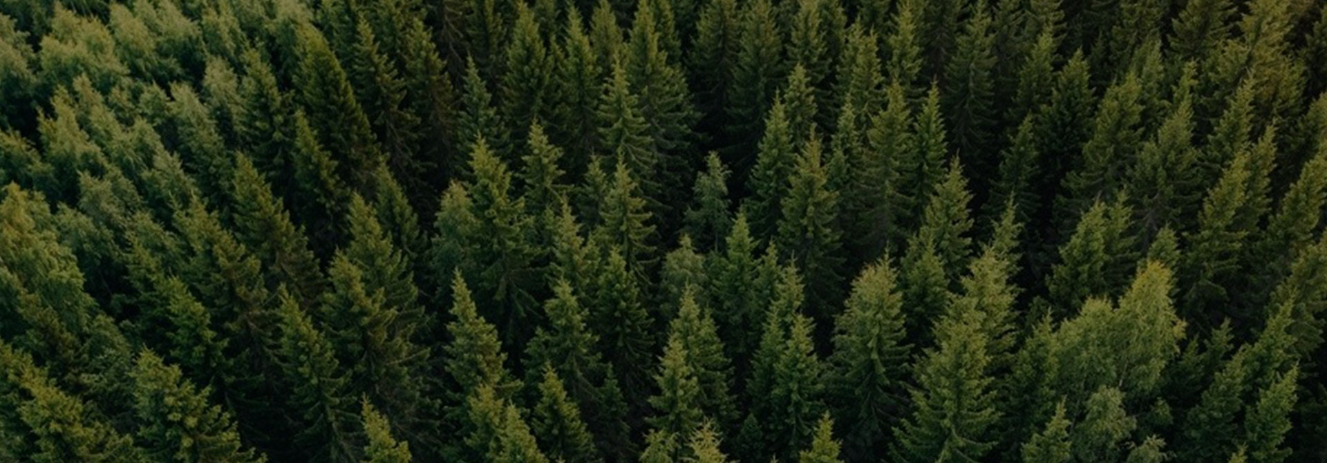 FSC-Certified Packaging for Environmental Sustainability